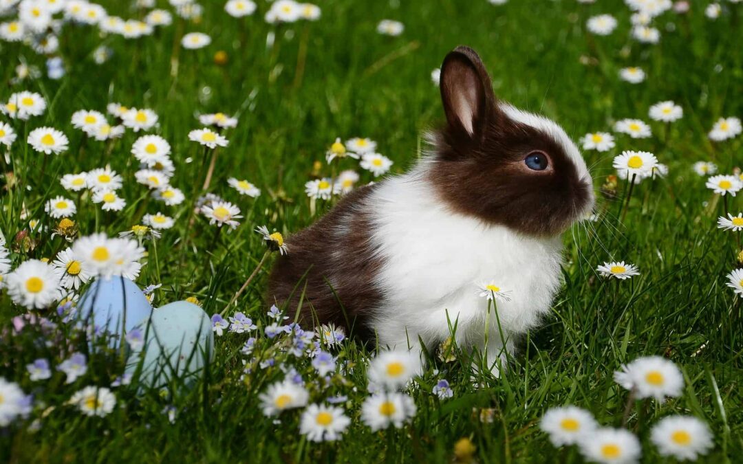 Warum verstecken wir zu Ostern Eier? Und was hat der Hase damit zu tun? Wieso heißt es eigentlich „frohe“ Ostern?
