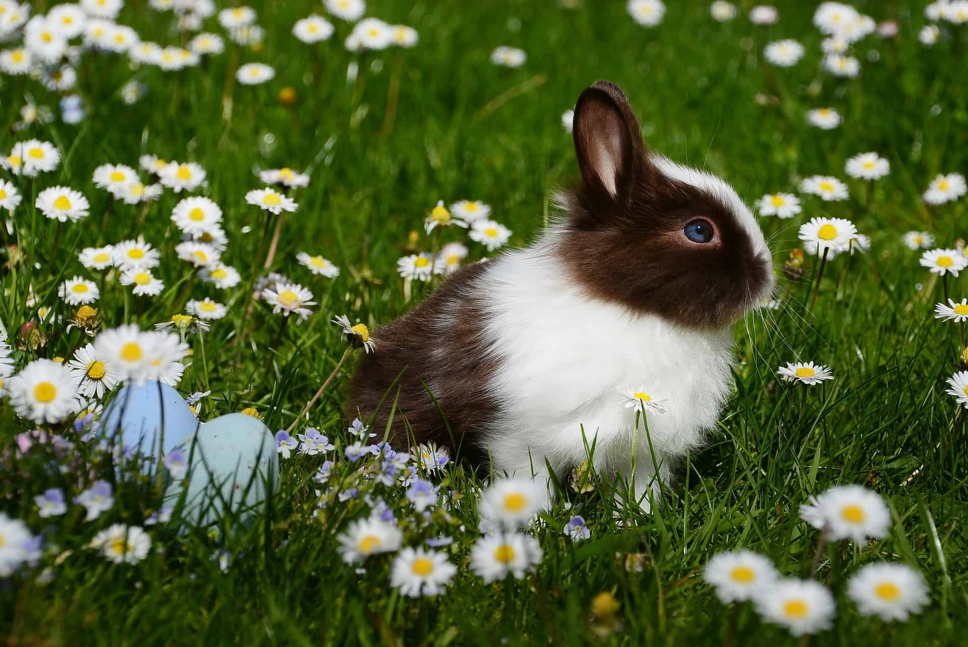 Warum verstecken wir zu Ostern Eier? Und was hat der Hase damit zu tun? Wieso heißt es eigentlich „frohe“ Ostern? Osterhäschen mit Ostereiern auf blühender Wiese