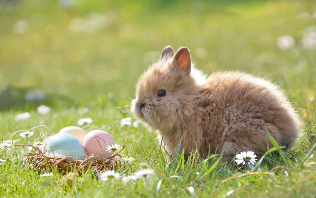 Getrennt und doch zusammen – Schöne Ostern trotz Corona