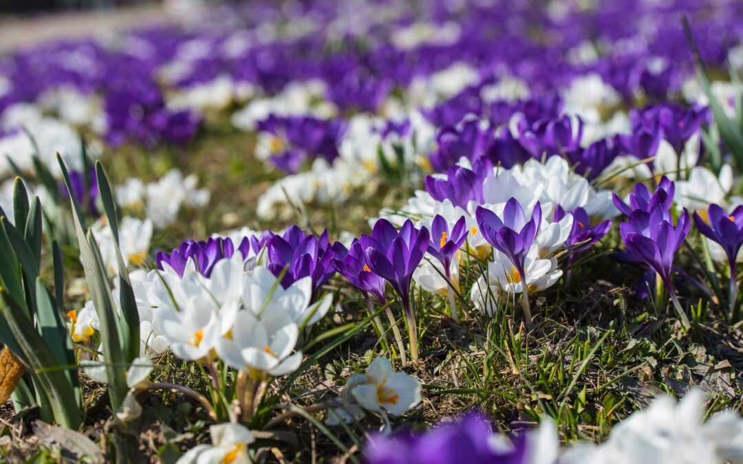 Frühlingsanfang – eine himmlische Botschaft