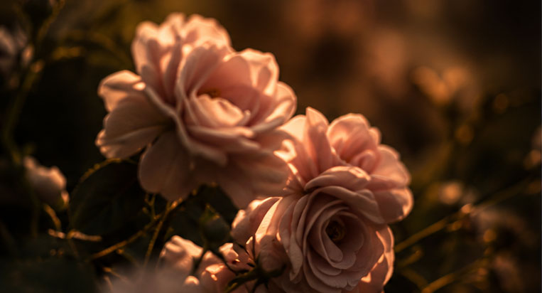 Pflegefachkraft, Rose